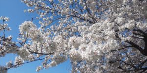 コロナに負けず心に花を！