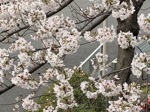 4月スタートしました